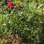 Vegetable and Climbing Plant Support Netting
