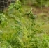 Vegetable and Climbing Plant Support Netting